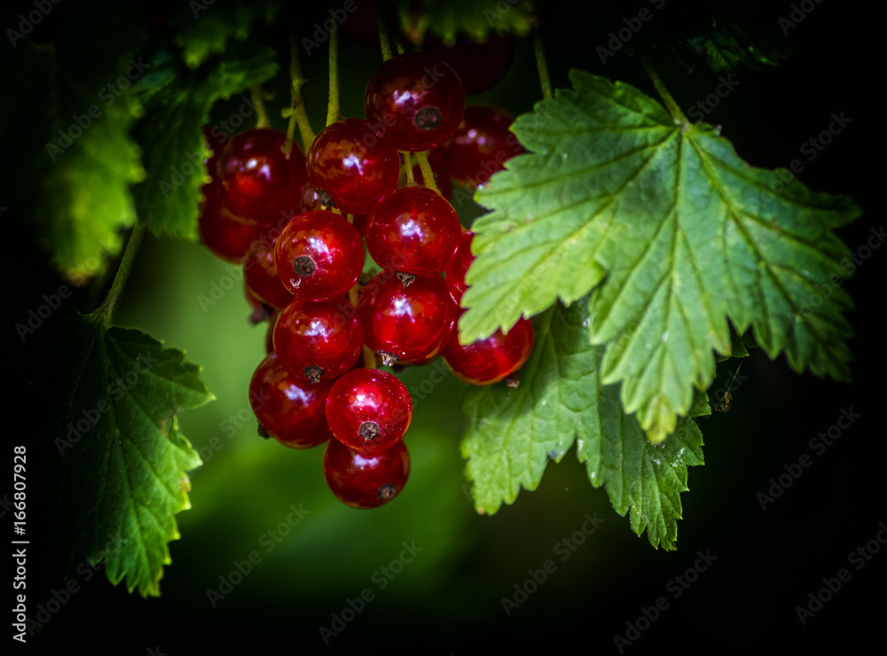 Redcurrant in my summer garden. Selective focus Redcurrant in my summer garden. Selective focus