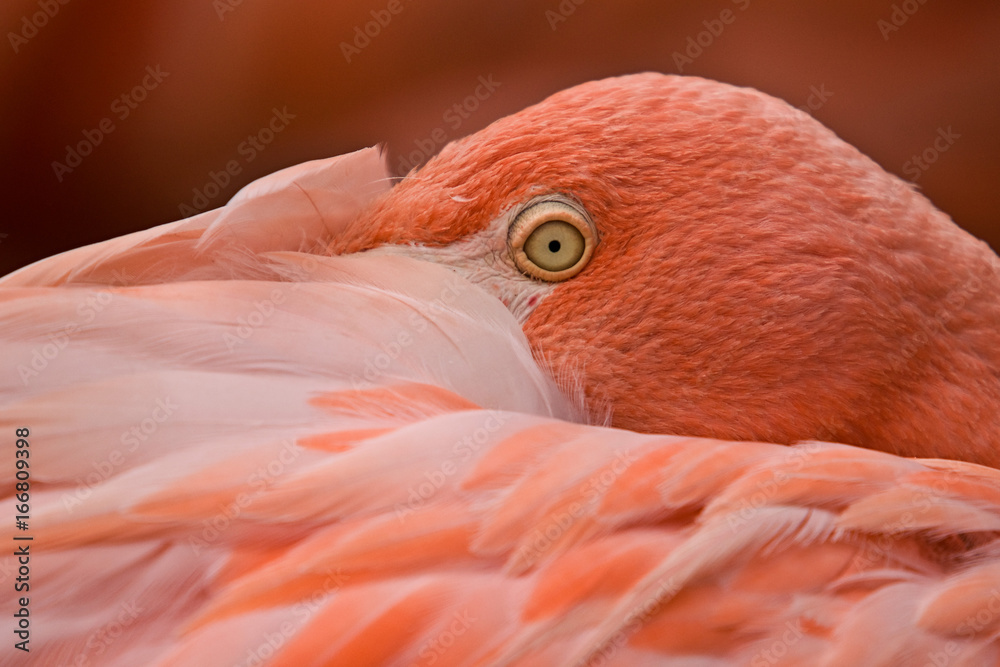 Fototapeta premium Red flamingo portrait
