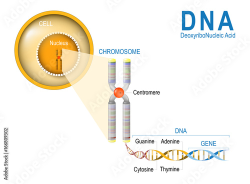Cell, Chromosome, DNA and gene.