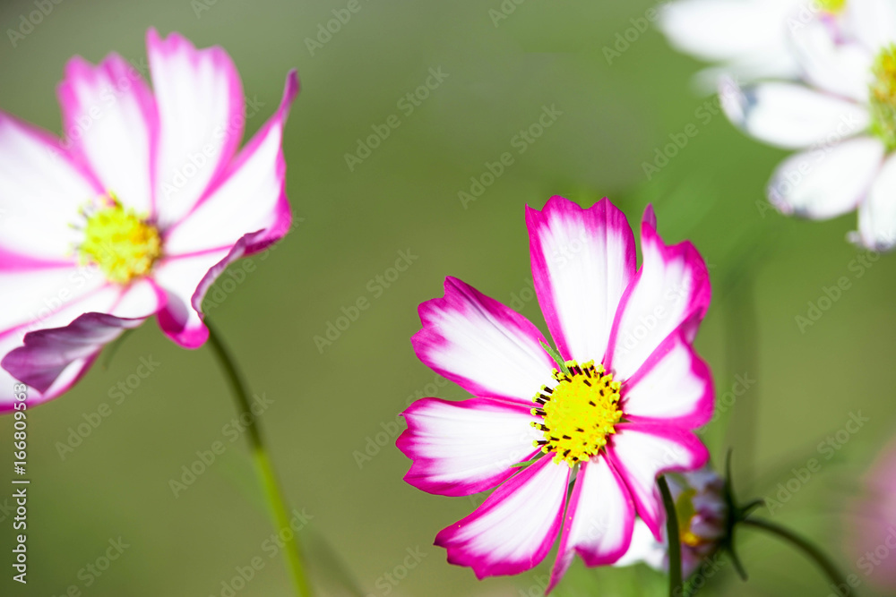 コスモスの花 コスモスの花