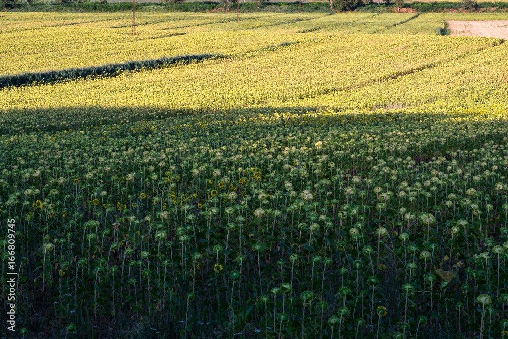 Field of sunflowers that suffer from drought