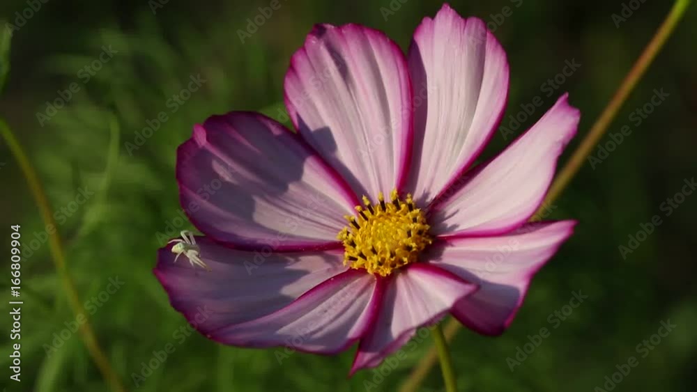 Cosmos and spider. Cosmos and spider.