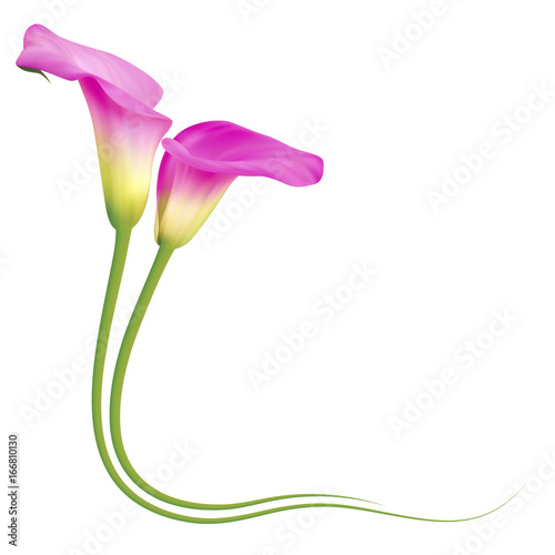 Realistic pink calla lily frame, corner. The symbol of Enchanting beauty.