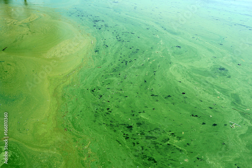 Algae polluted river water on the river
