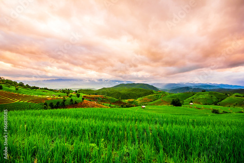 Landscape of green rice fields, Located pabongpiang at maejam, Chiangmai, Thailand. © chaiya
