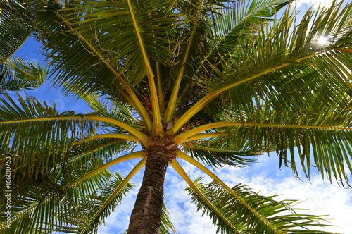 Palm tree leaves with sky in background - Upward Shot