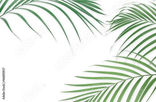 Tropical palm leaves on white background. Minimal nature. Summer Styled. Flat lay. Image is approximately 5500 x 3600 pixels in size