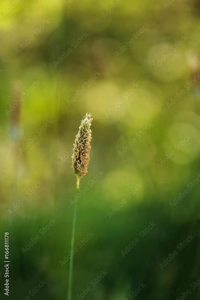 Timothy Grass with green and yellow Bokeh Background