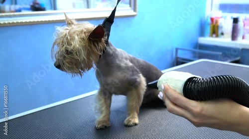 Drying dog hair on the legs of Yorkshire terrier after shower in pet salon