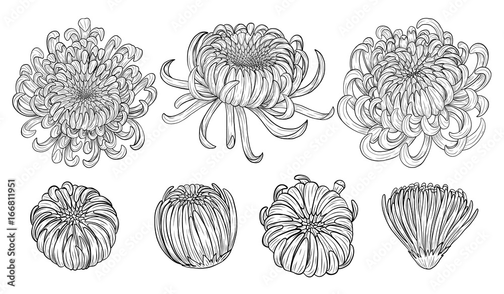 Premium Vector  Chrysanthemum flower by hand drawing