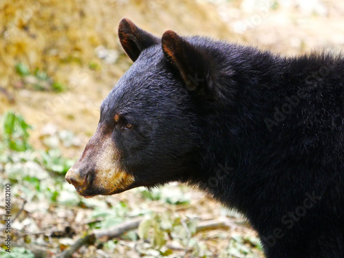 Ours Baribal
