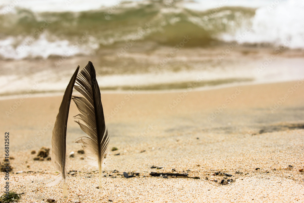 Sea coast with incoming waves and two feathers pierce in ywlloq beach sand. Bright and calm summer vacation photo Sea coast with incoming waves and two feathers pierce in ywlloq beach sand. Bright and calm summer vacation photo
