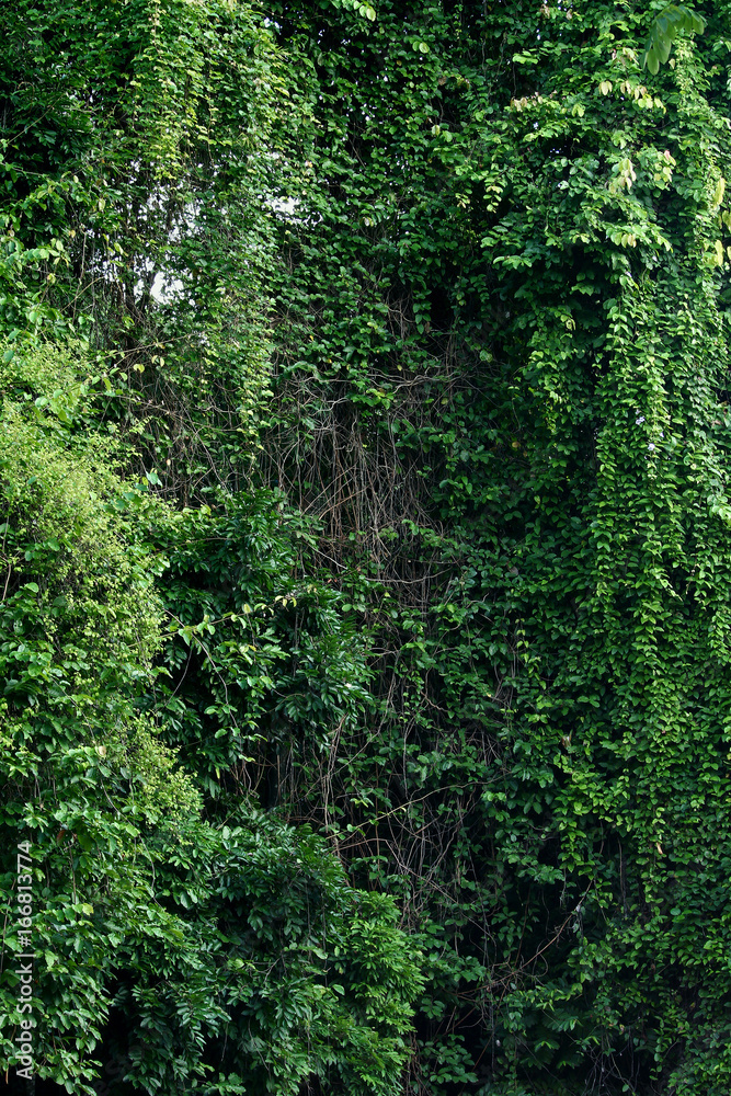View of Tropical rainforest, Thailand