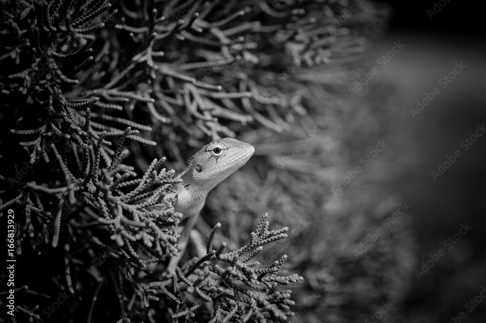 Fototapeta premium Lizard