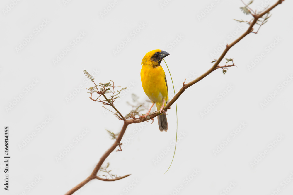 Cute yellow tiny bird preparing material for nest building,isolated white background..Asian golden weaver ( Ploceus hypoxanthus ),male. Cute yellow tiny bird preparing material for nest building,isolated white background..Asian golden weaver ( Ploceus hypoxanthus ),male.