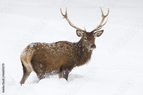 Red deer standing in deep snow © Ana Gram