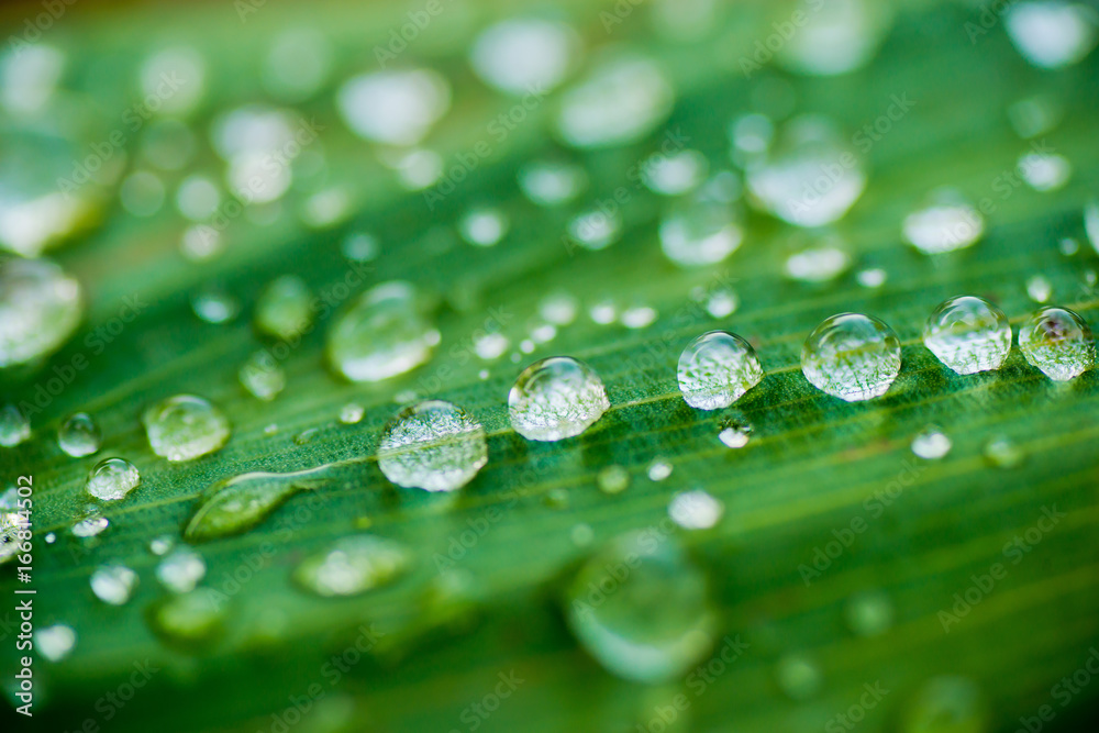 droplet water on leave background droplet water on leave background