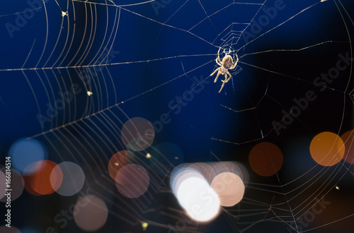 Canvas Print The spider on a cobweb during nighttime.