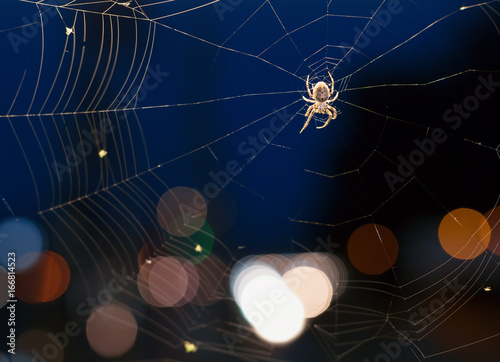 Canvas Print The spider on a cobweb during nighttime.