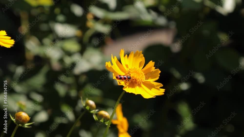 Beetle did not like yellow flower. Beetle did not like yellow flower.