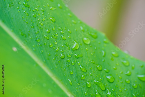 droplet water on leave background