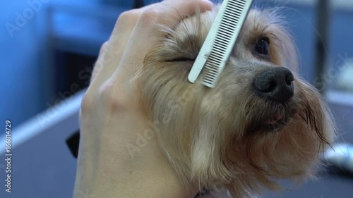 Haircut dog hair of Yorkshire terrier in pet salon. Slow motion