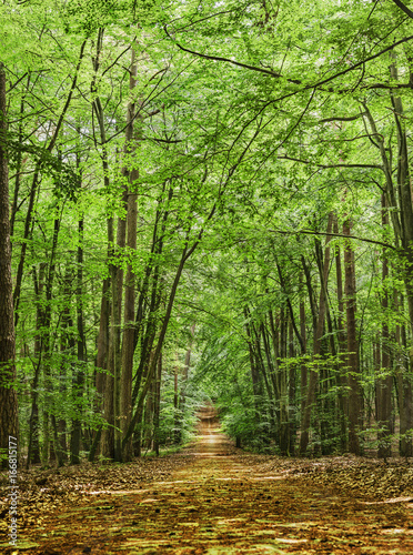 Fototapeta Naklejka Na Ścianę i Meble -  The path in the green summer forest