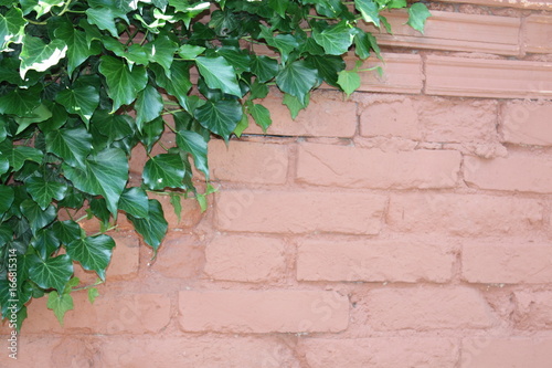 Brick wall with green ivy plant in the corner