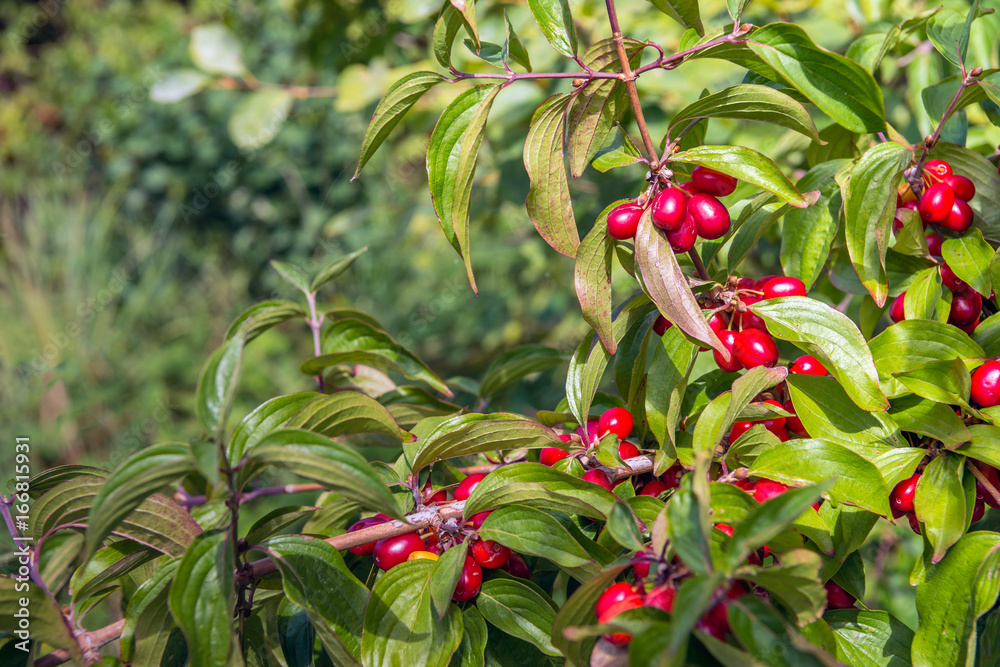 Ripening Cornelian cherry fruits from close