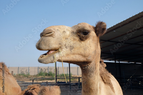 Foto Camels eat hay