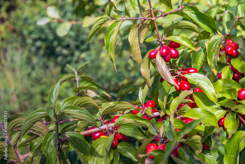 Ripening Cornelian cherry fruits from close photo