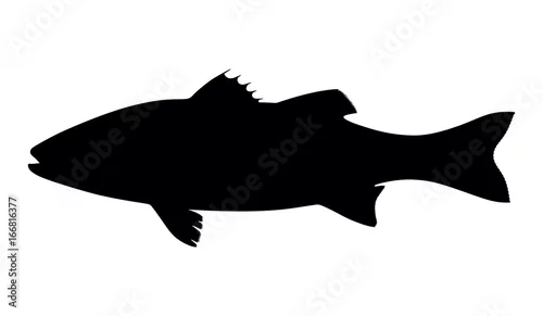 Obraz sylwetki rybi labraks na białym tle, wektorowa ilustracja
