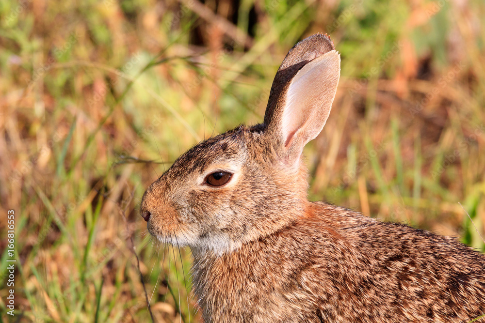 Fototapeta premium Bunny