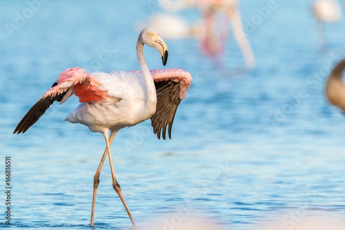 Flamingo mit ausgespreizten Flügeln