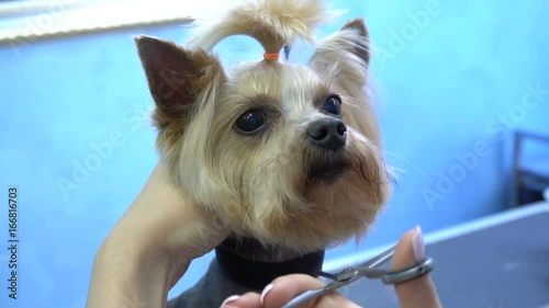 Haircut dog hair of Yorkshire terrier in pet salon. Slow motion