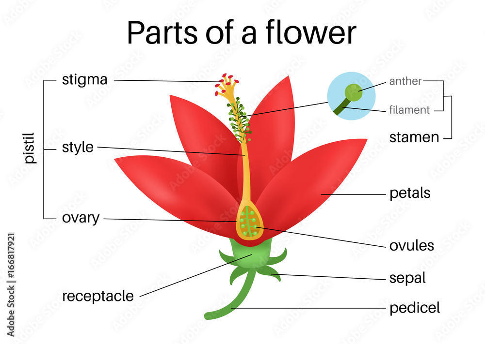 Fototapeta premium The Parts of a Flower