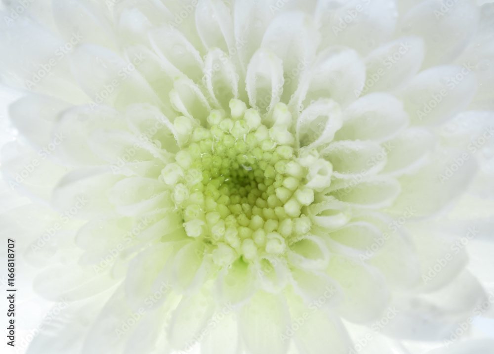 Fototapeta premium Close up of chrysanthemum flower, shallow depth of field