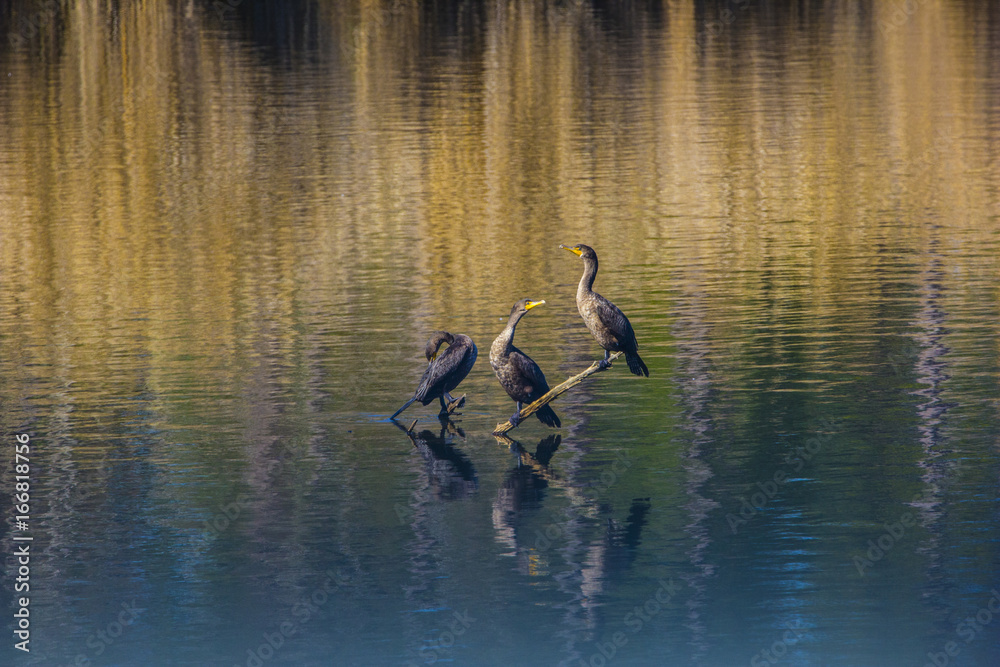 3 Water birds in the middle of a lake