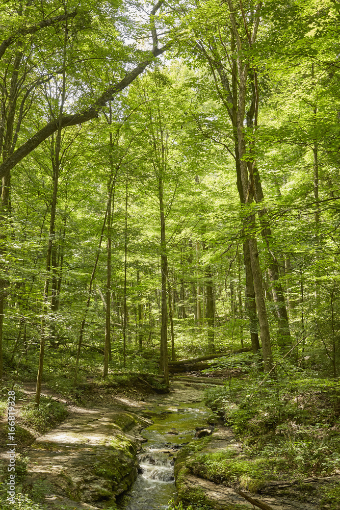 Obraz premium Forest and Stream, McConnell's Mill State Park, Pensylwania, USA