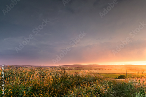 Wheat field in the sunset with a thunderstorm