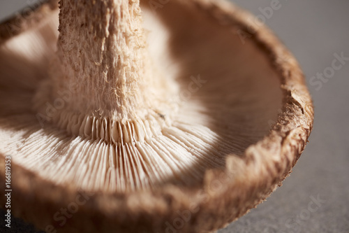 a single fresh raw shiitake mushroom from a Pennsylvania farm