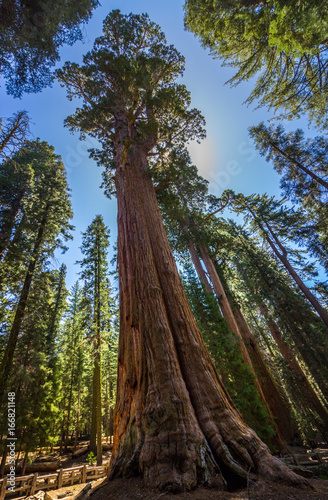 Giant Sequoia Tree © Andy Konieczny