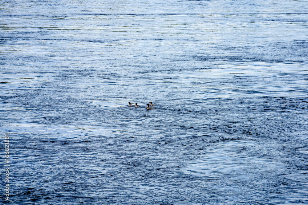 Fototapeta premium rocky beach with wild ducks