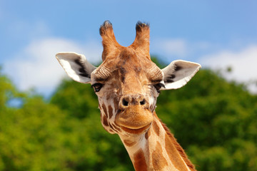 Leinwandbilder Giraffe Giraffe blickt frech in die Kamera  © anitalvdb