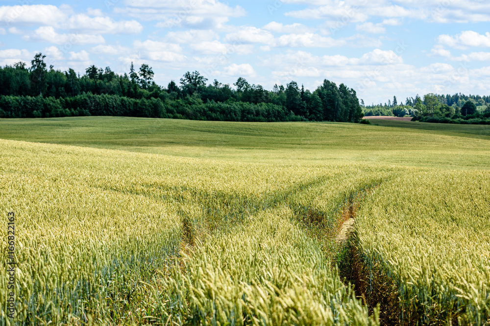 Fototapeta premium Summer Landscape with Wheat Field and Clouds
