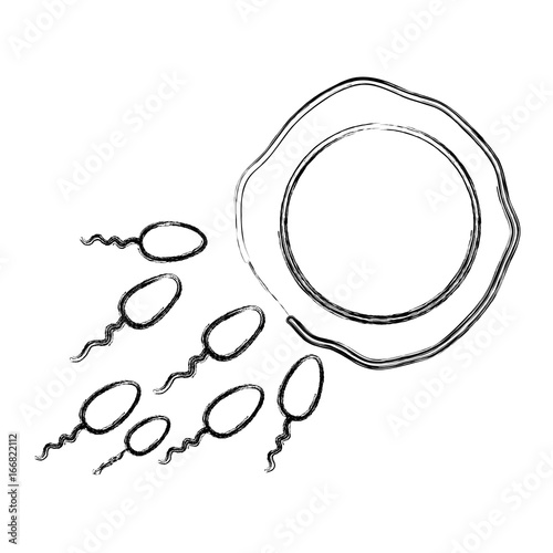 figure ovum and spermatozoon fertilization process