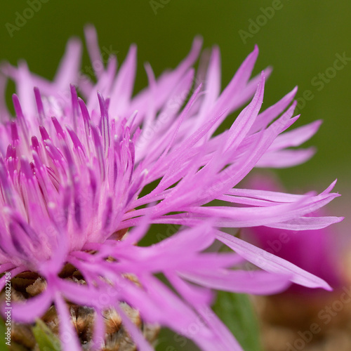 Beautiful purple flower of field knapweed on a green background  macro
