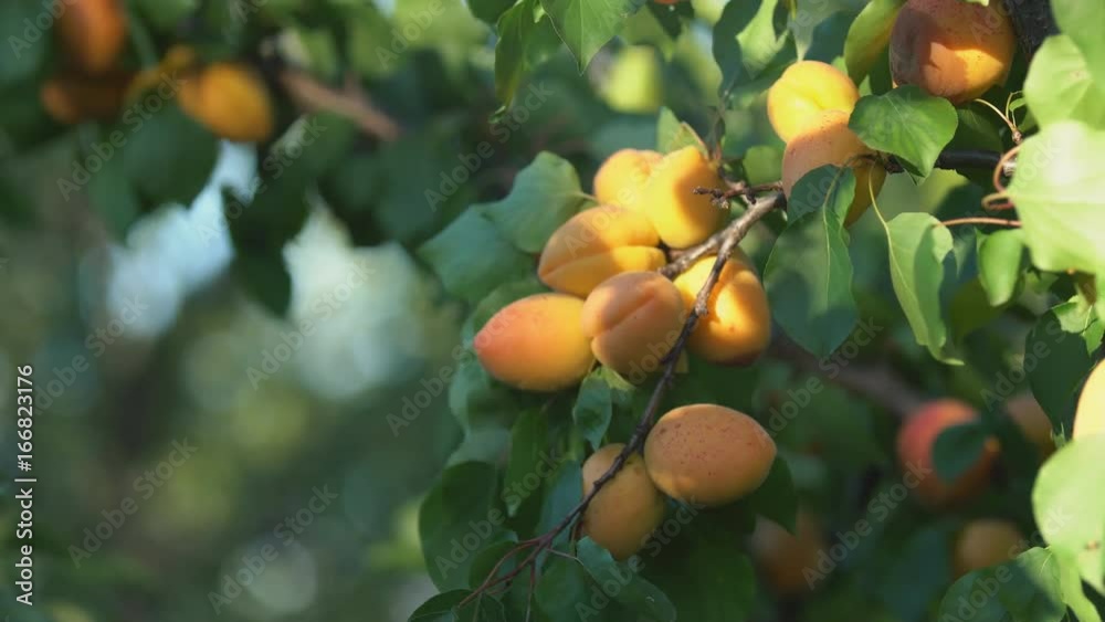 Ripe apricots on a branch Ripe apricots on a branch