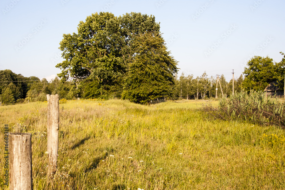 Fototapeta premium tree in village