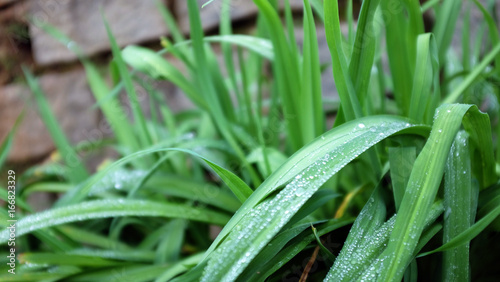 folhas verdas molhadas com gotas de agua